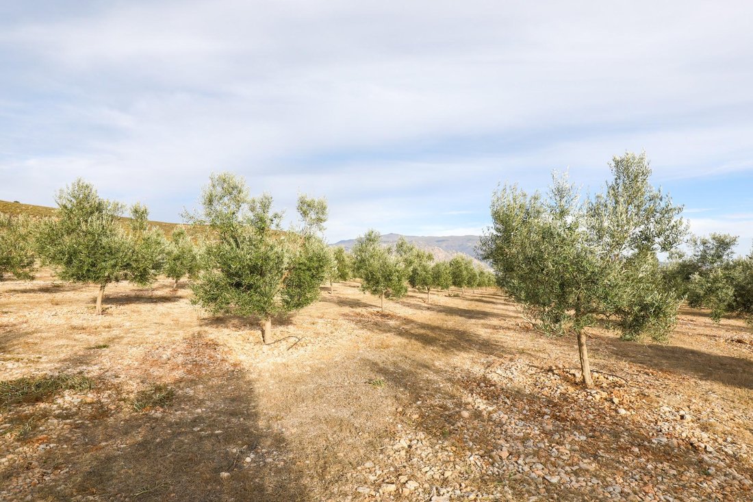 Land in Villamena, Andalusia, Spain 4 - 16920496