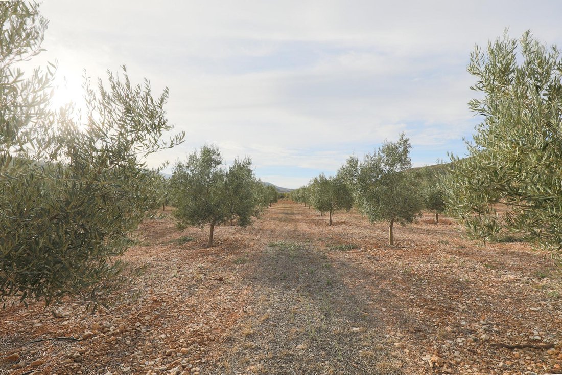 Land in Villamena, Andalusia, Spain 2 - 16918563