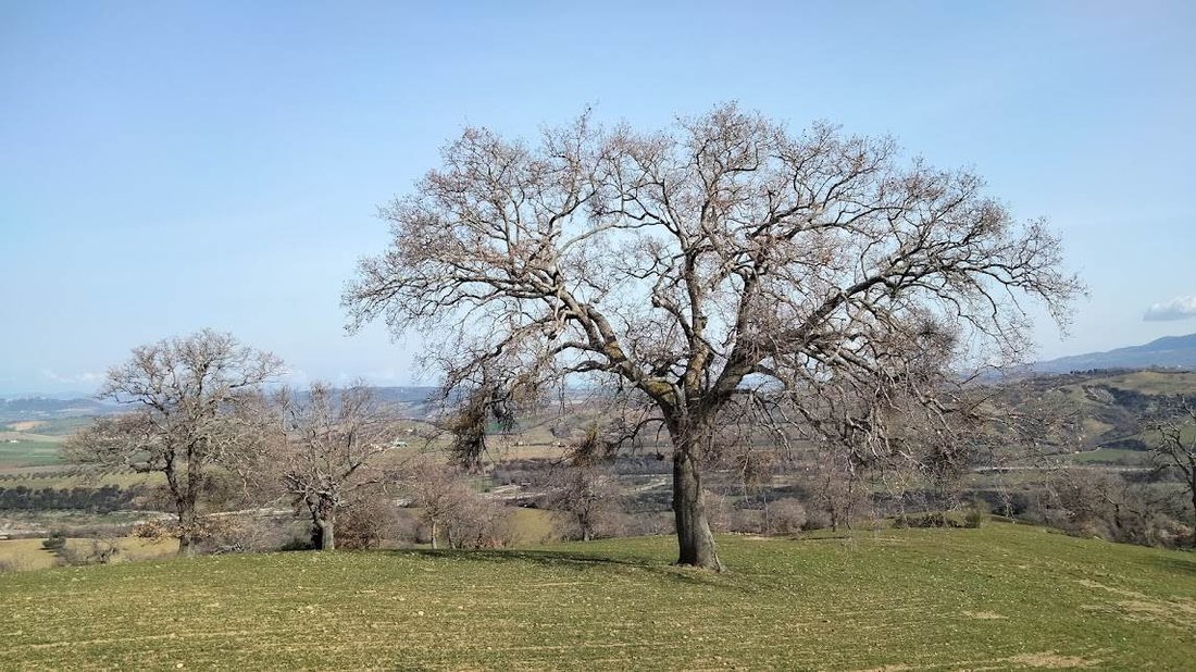 Altro a Scansano, Toscana, Italia 5 - 16921632