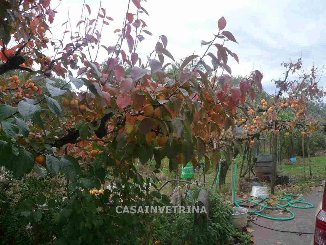 Estate in Campagnatico, Tuscany, Italy 5 - 16923120
