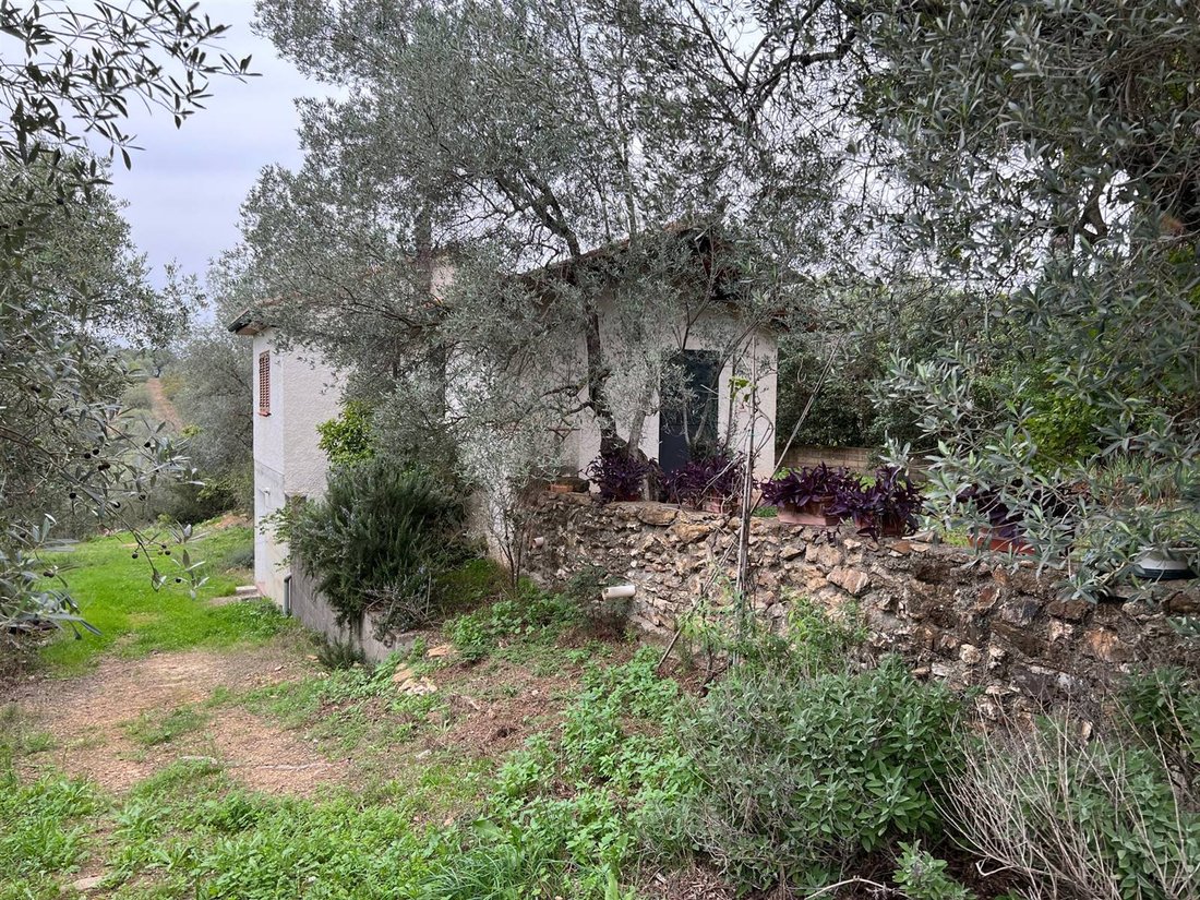 Estate in Suvereto, Tuscany, Italy 5 - 16923015