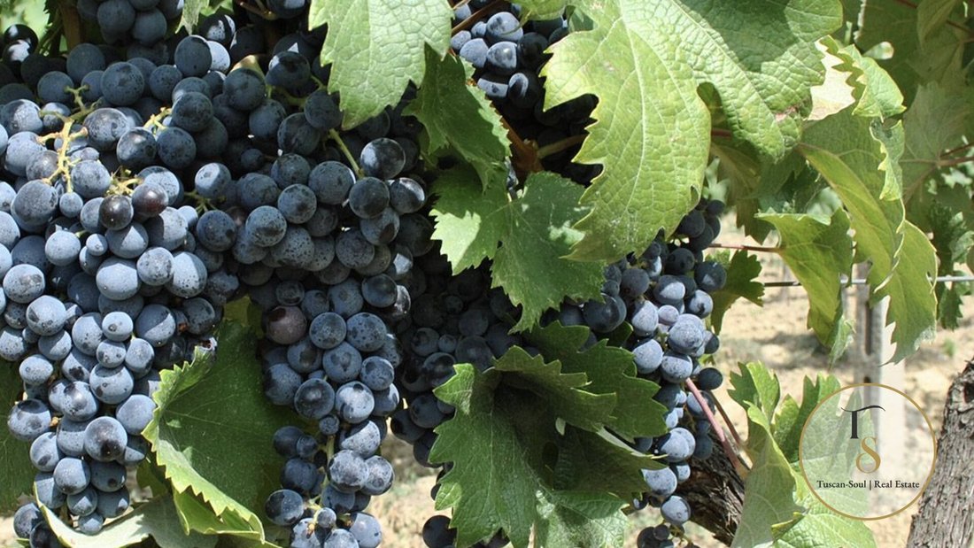 Azienda agricola a Montepulciano, Toscana, Italia 1 - 16708116