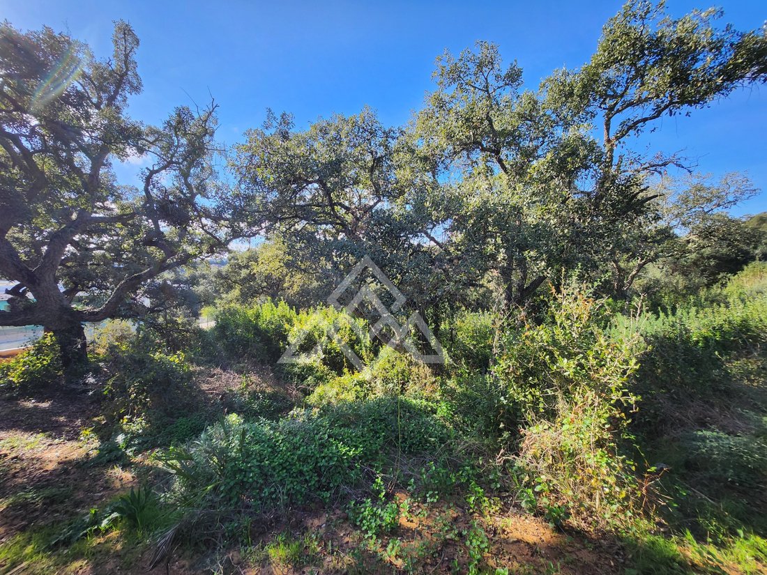 Land in Sotogrande, San Roque, Andalusia 5 - 16938123