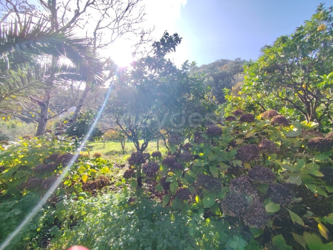 Finca in Colares, Lisbon, Portugal 3 - 16673457