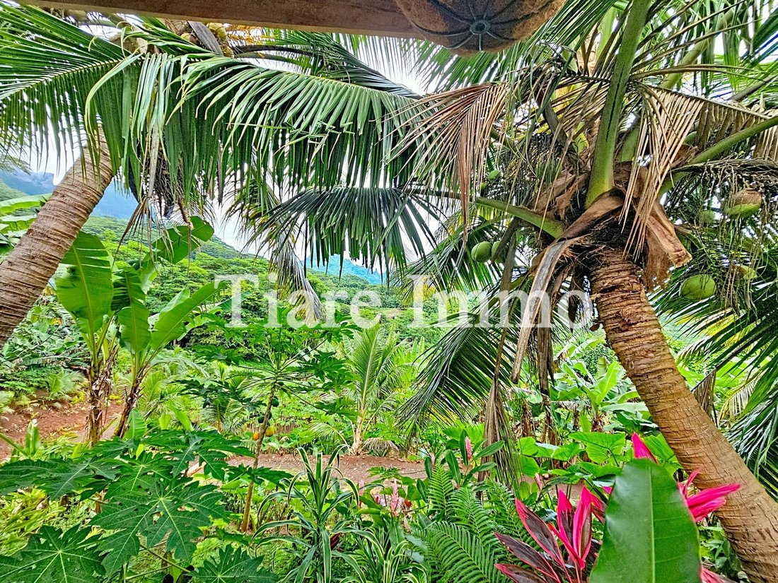 Rancho en Moorea-Maiao, Islas de Barlovento, Polinesia Francesa 1 - 16942031