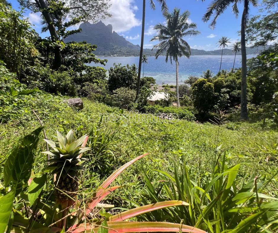Land in Vaitape, Leeward Islands, French Polynesia 4 - 16942149