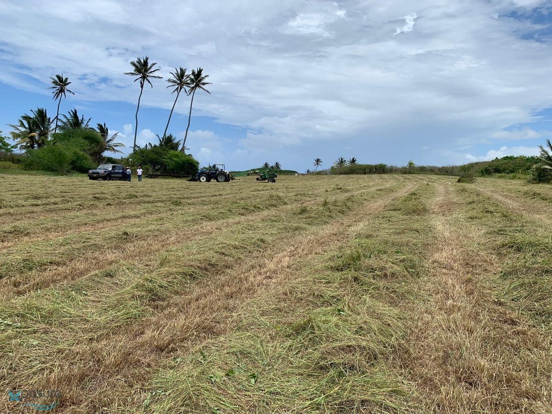 Land in Carrizales, Hatillo, Puerto Rico 3 - 16952875