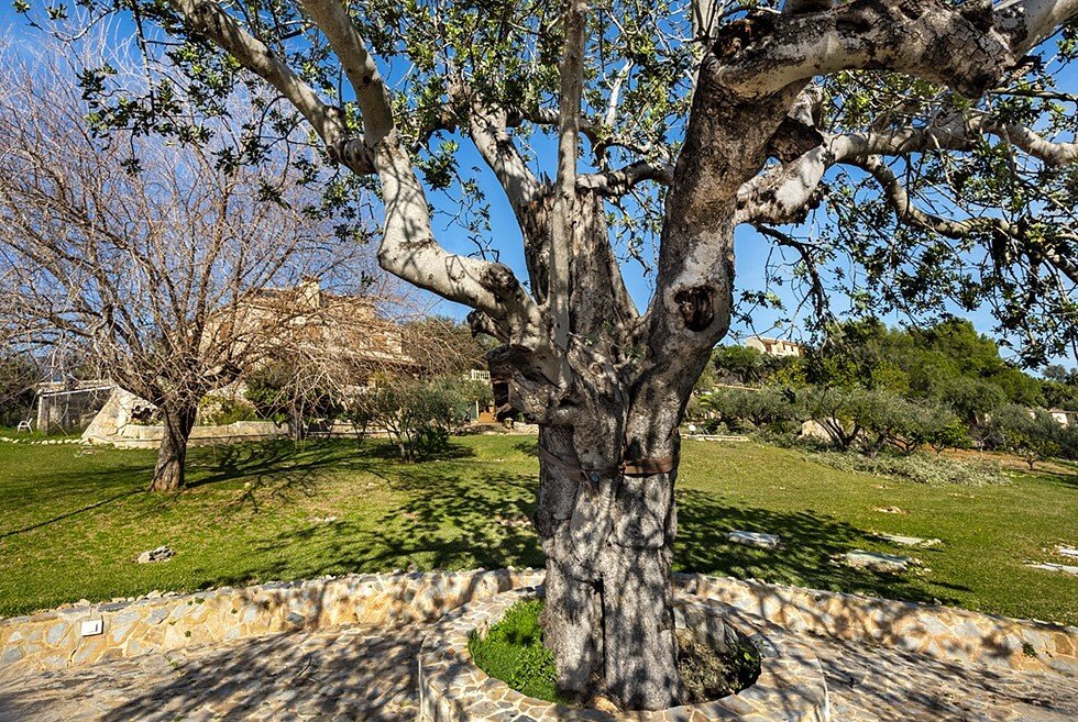 Country House in Inca, Balearic Islands, Spain 5 - 16960927