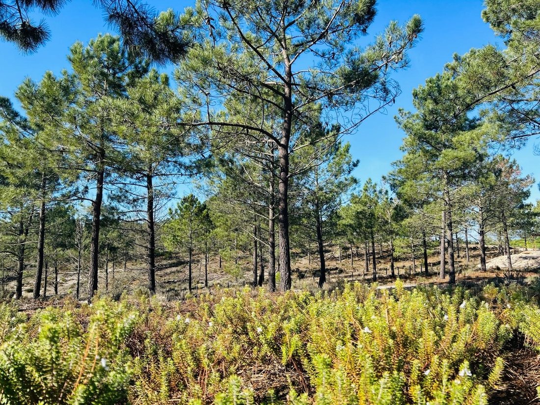 Land in Carvalhal, Setubal, Portugal 1 - 16958539
