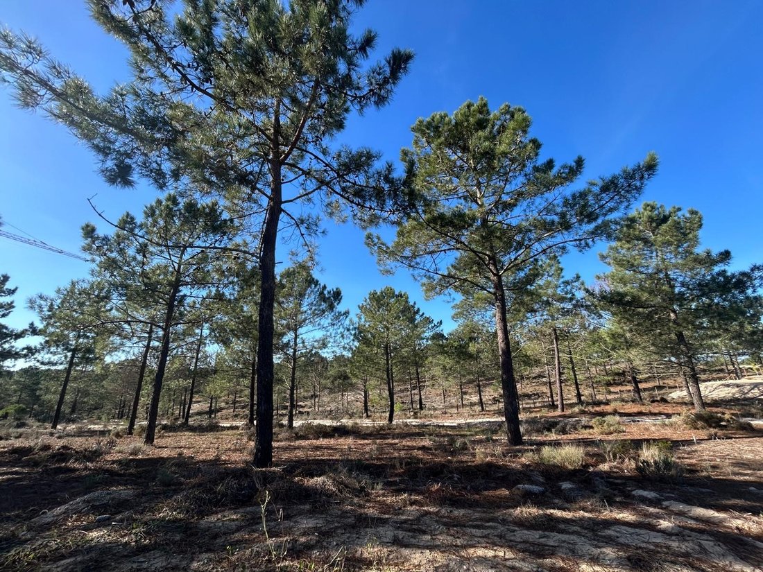 Land in Carvalhal, Setubal, Portugal 4 - 16958539