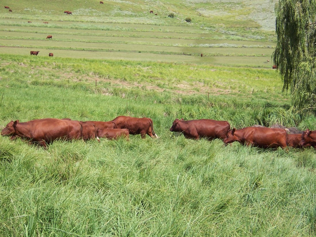Farm Ranch in Barkly East, Eastern Cape, South Africa 5 - 16964770