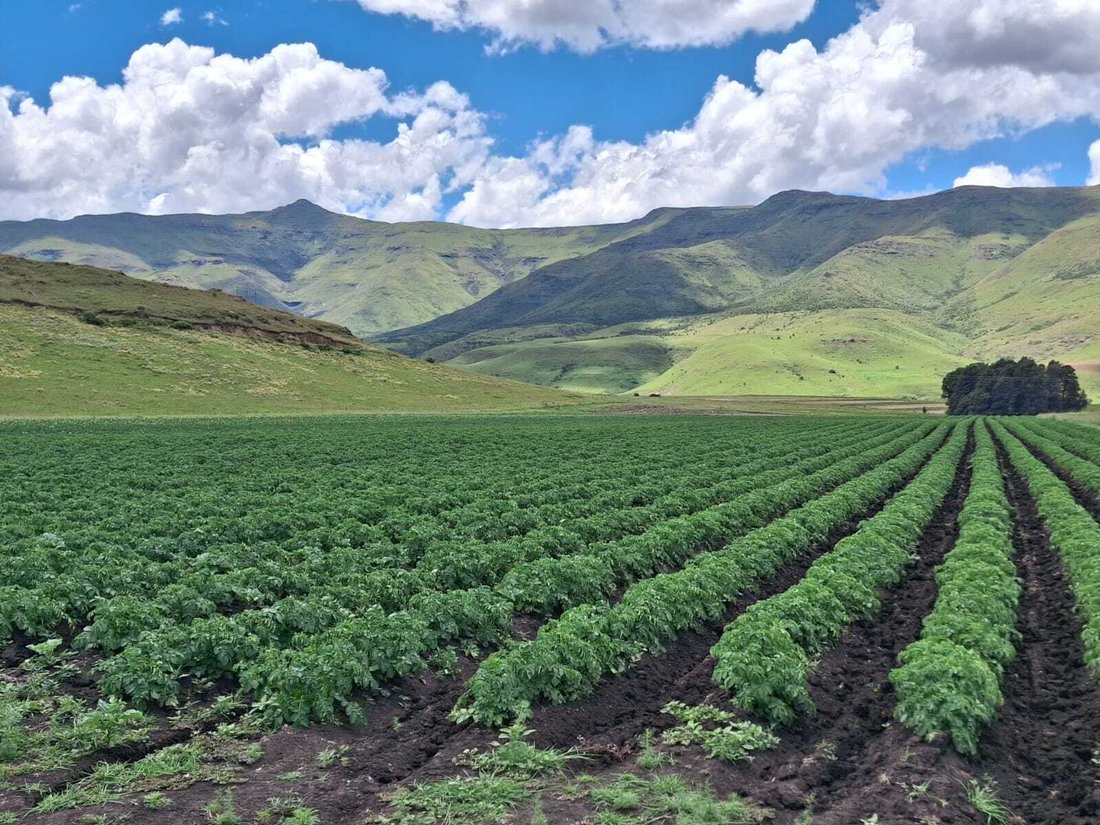 Farm Ranch in Barkly East, Eastern Cape, South Africa 4 - 16964770