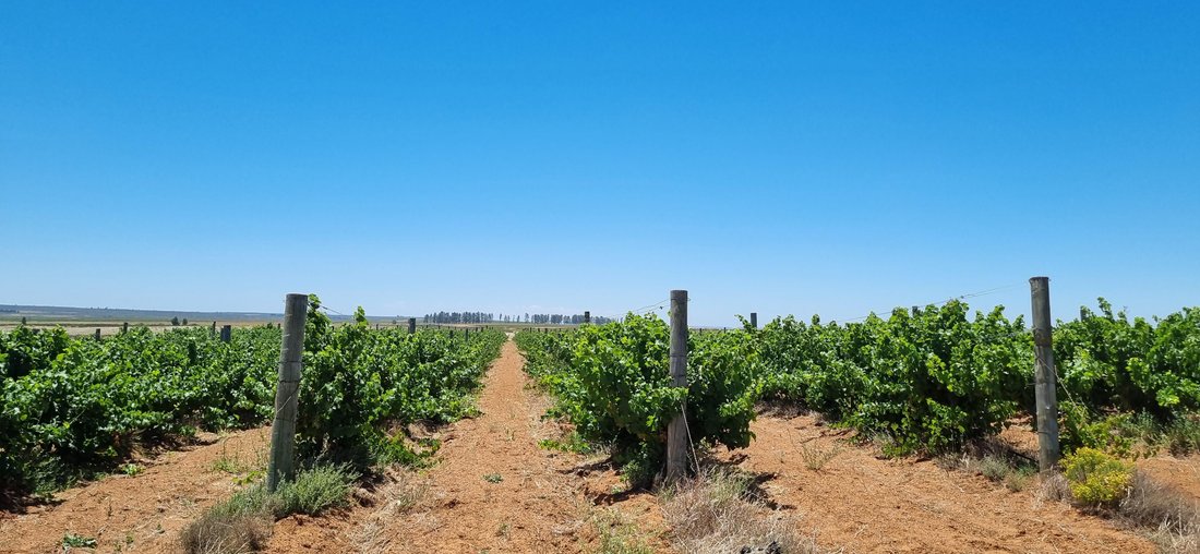 Farm Ranch in Hantam Local Municipality, Northern Cape, South Africa 3 - 16969526