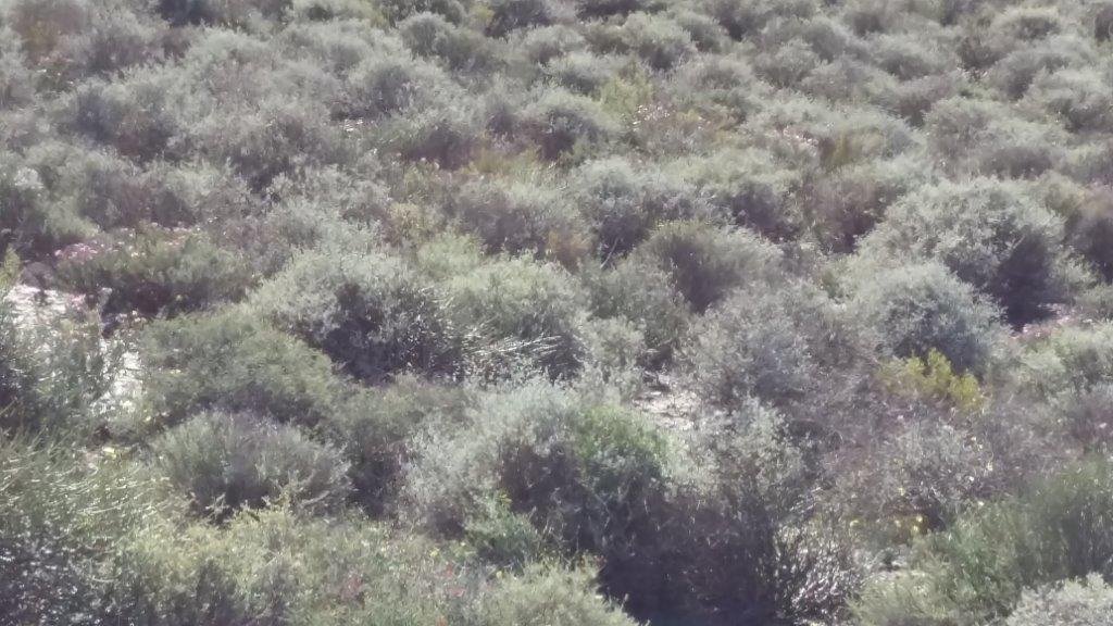 Farm Ranch in Hantam Local Municipality, Northern Cape, South Africa 2 - 16969538