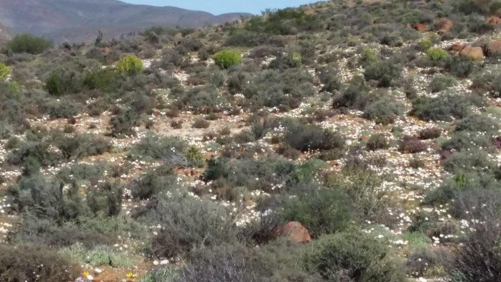 Farm Ranch in Hantam Local Municipality, Northern Cape, South Africa 1 - 16969538