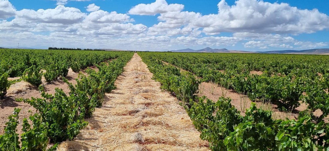 Farm Ranch in Darling, South Africa 3 - 16969532
