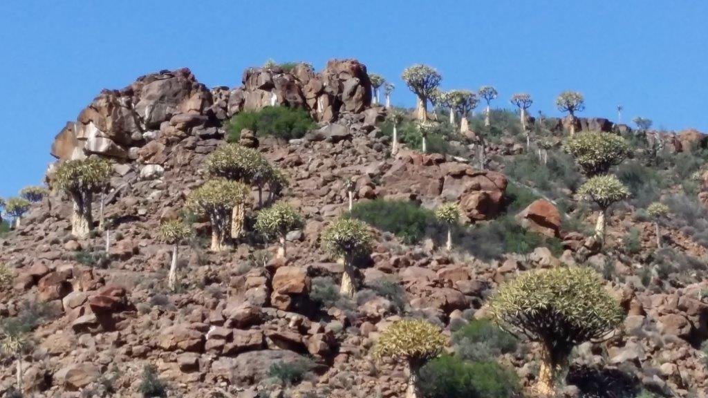 Farm Ranch in Hantam Local Municipality, Northern Cape, South Africa 5 - 16969538