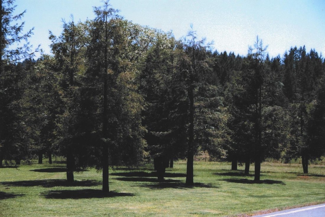 Laytonville, California, United States 5 - 16933181
