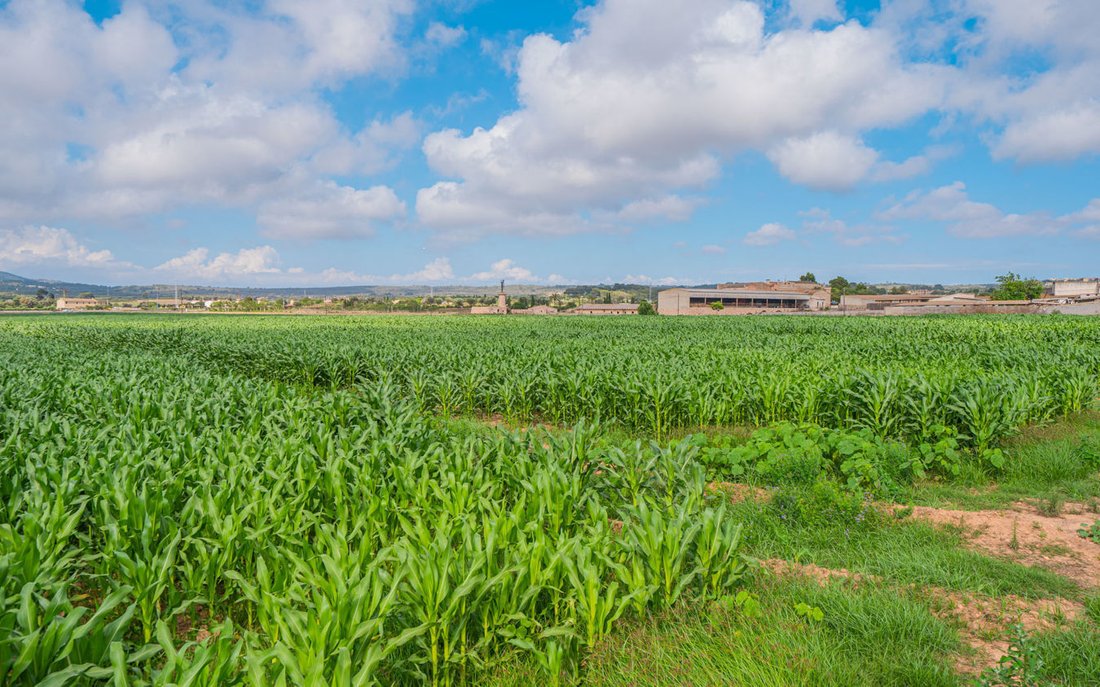 Finca in Montuiri, Balearic Islands, Spain 3 - 16971098