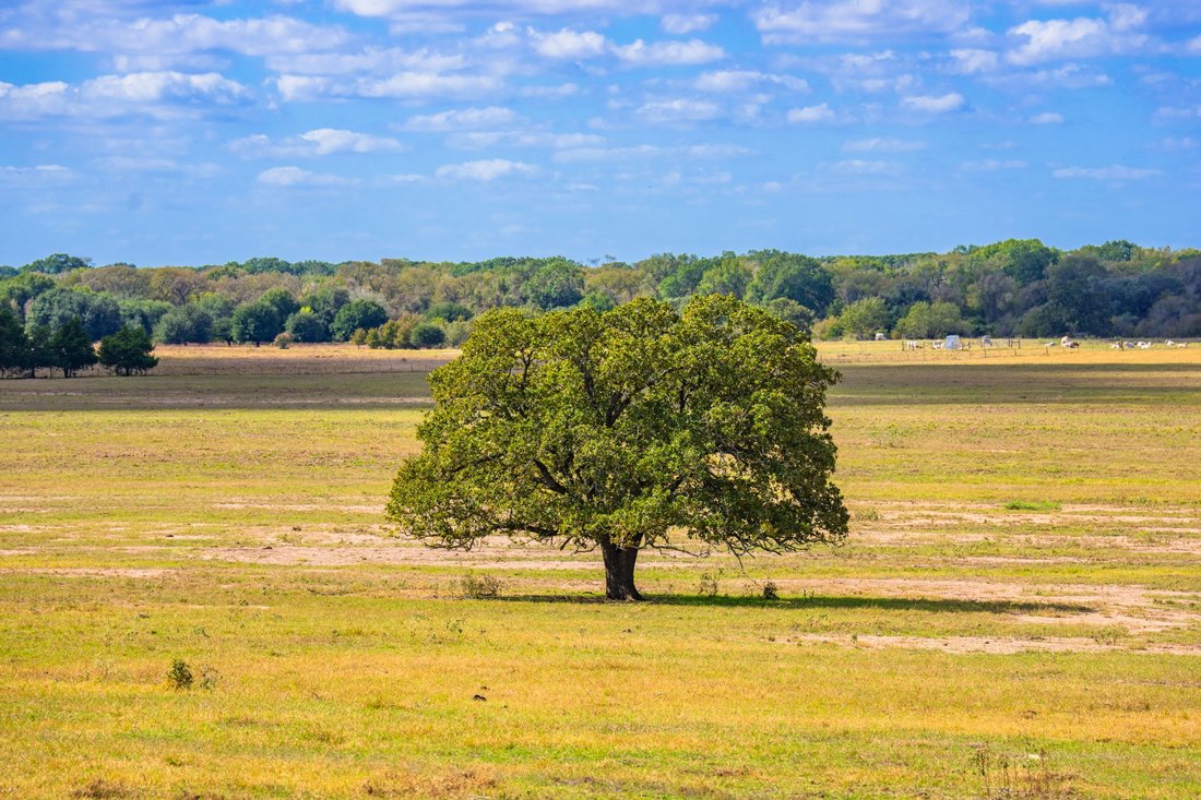 Farm Ranch in Muldoon, Texas, United States 5 - 16975745