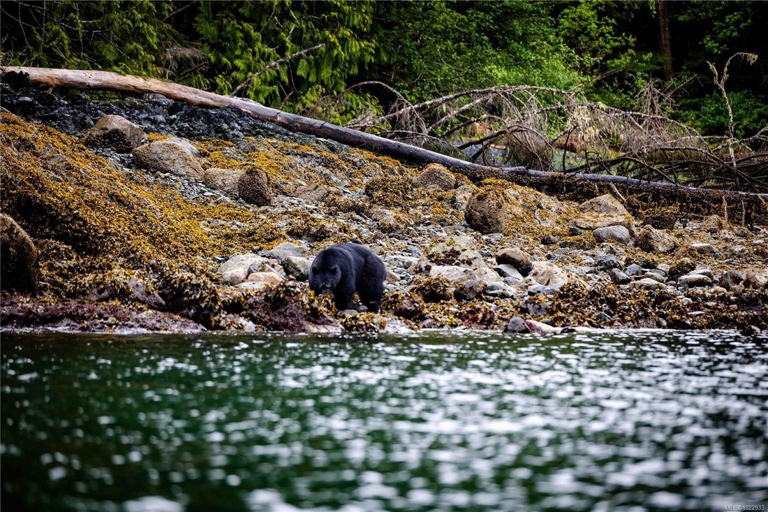 Cracroft, British Columbia, Canada 2 - 16983793