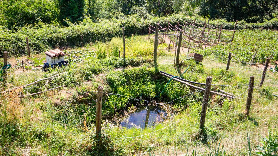 Land in Monteforte d'Alpone, Veneto, Italy 3 - 16984385
