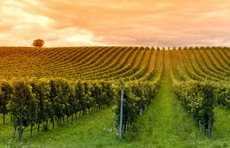 Land in Monteforte d'Alpone, Veneto, Italy 2 - 16984385