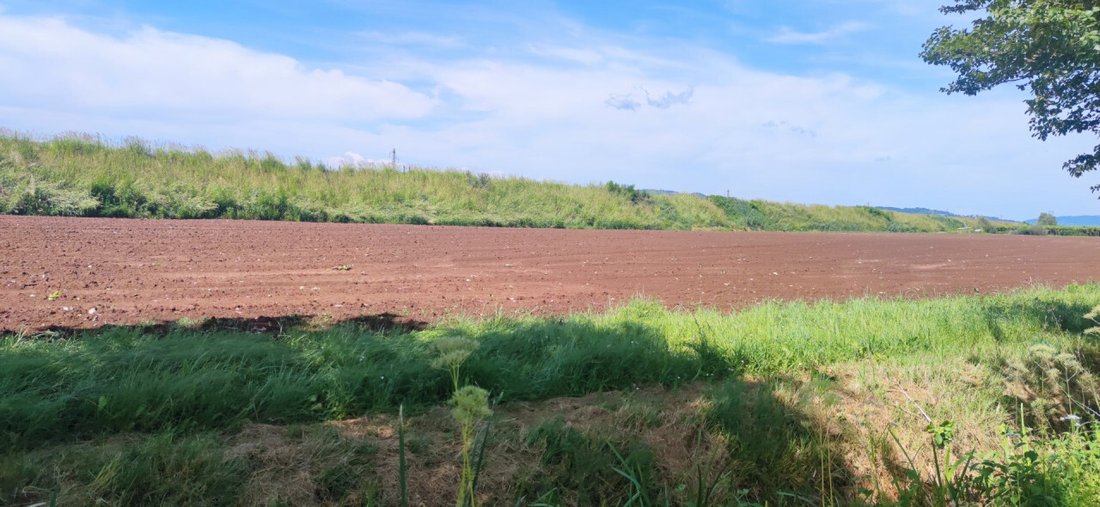 Land in Monteforte d'Alpone, Veneto, Italy 5 - 16984385