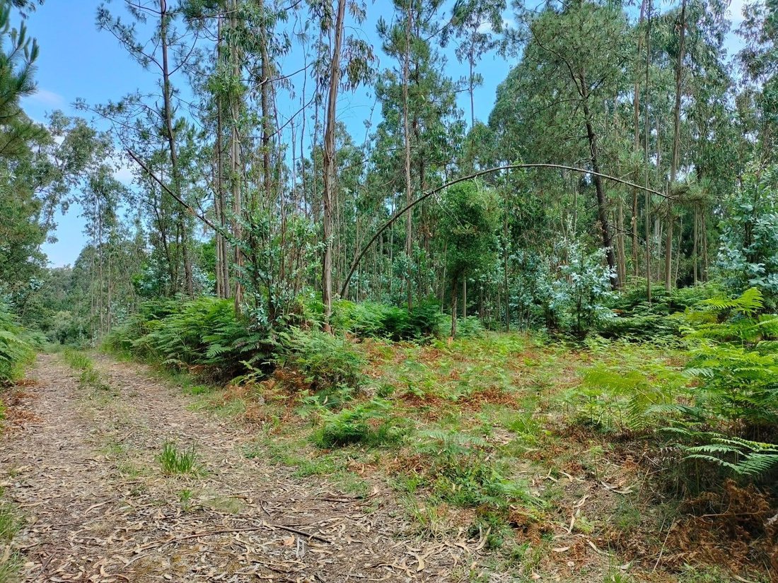 Land in Anta e Guetim, Aveiro District, Portugal 3 - 16985875