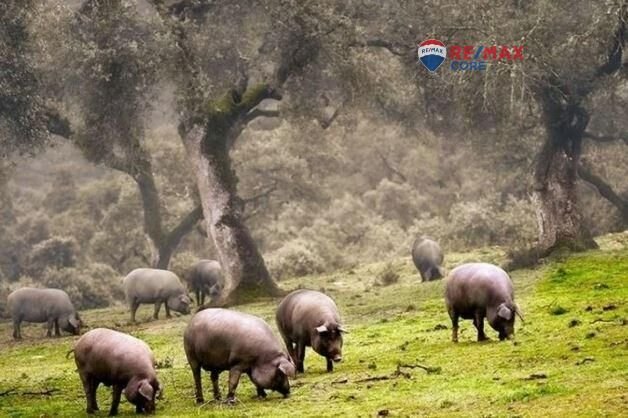 Land in Badajoz, Extremadura, Spain 4 - 16985933