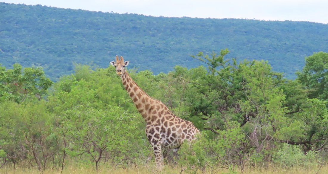 Farm Ranch in Vaalwater, Limpopo, South Africa 2 - 16991334