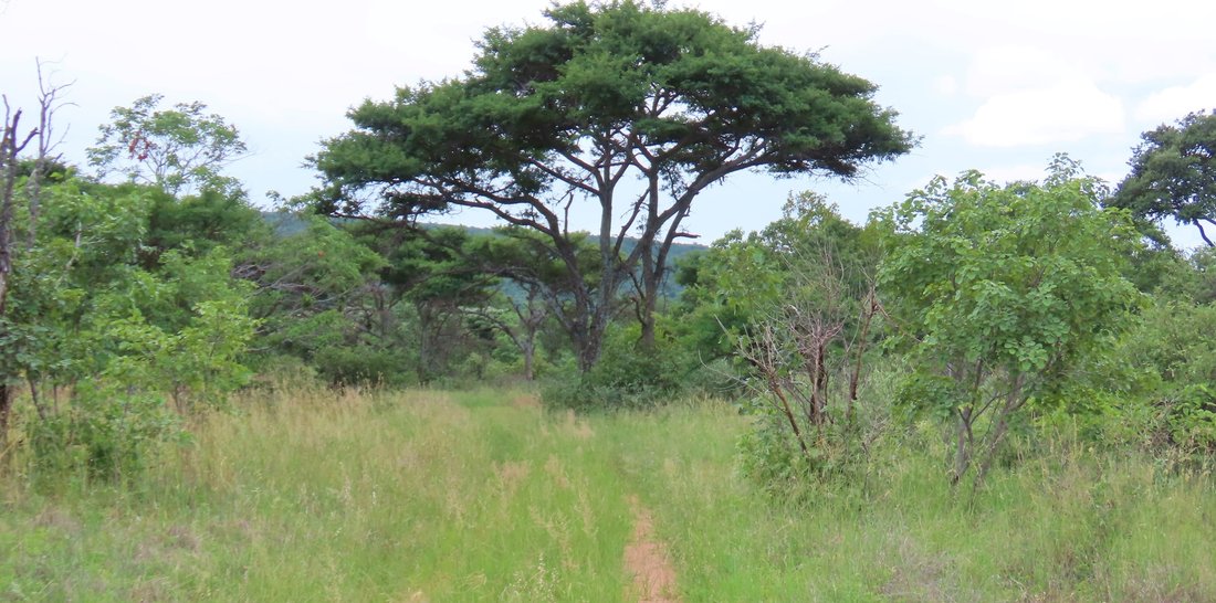 Farm Ranch in Vaalwater, Limpopo, South Africa 1 - 16991334