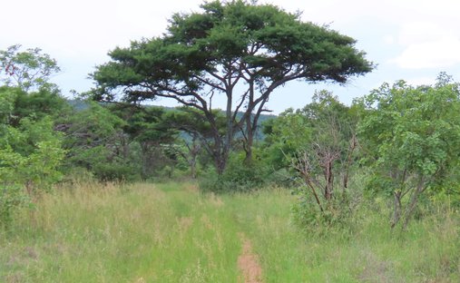 Farm Ranch in Vaalwater, Limpopo, South Africa 1