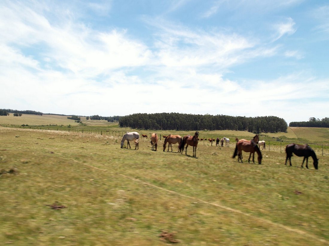 Farm Ranch in Chacras de Medellin Sur Lac, Maldonado Department, Uruguay 4 - 16776603