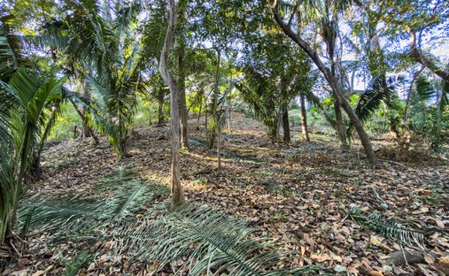 Land in Nosara, Nicoya, Costa Rica 1