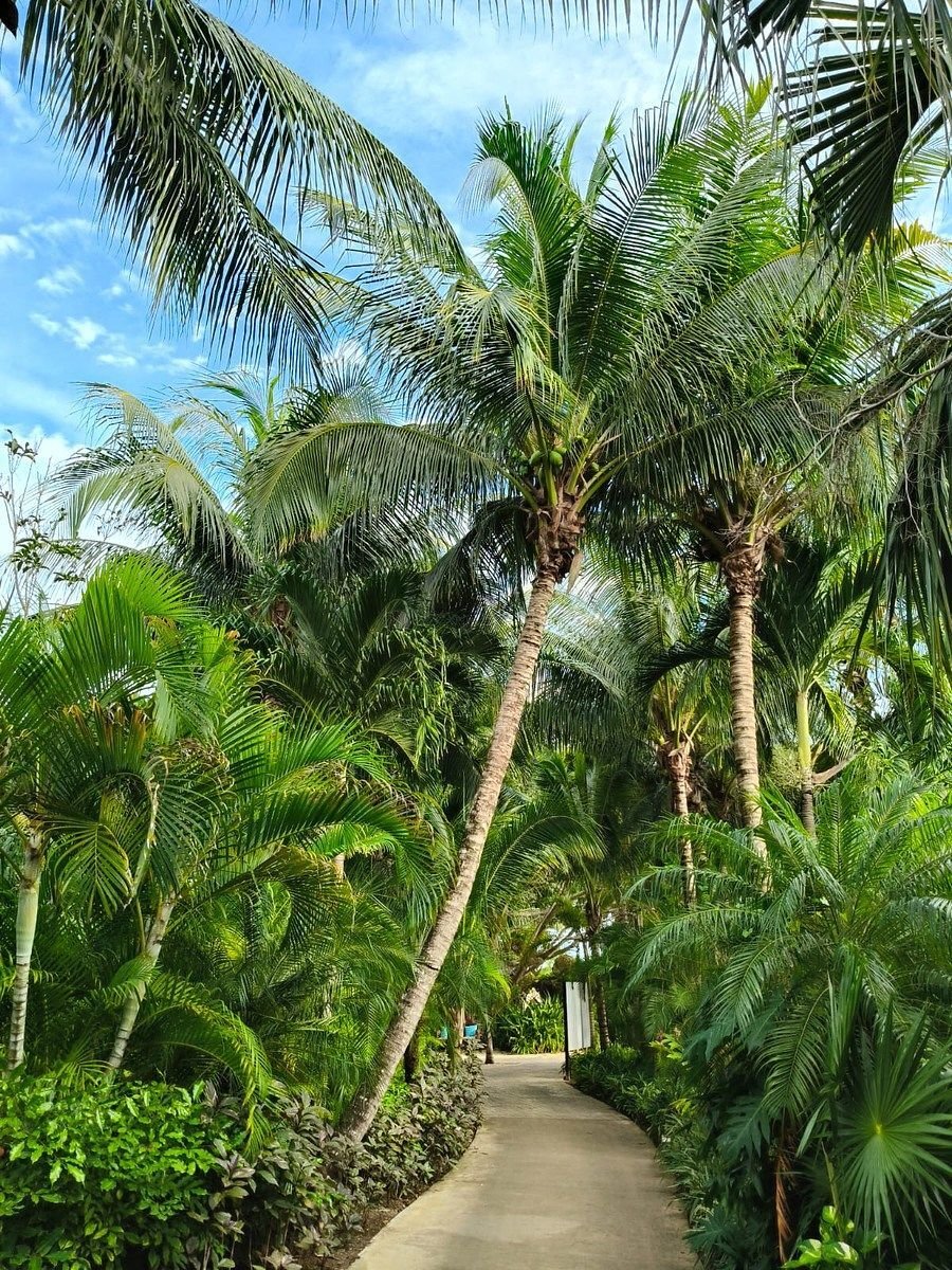 Apartment in Playa del Carmen, Quintana Roo, Mexico 3 - 17006161