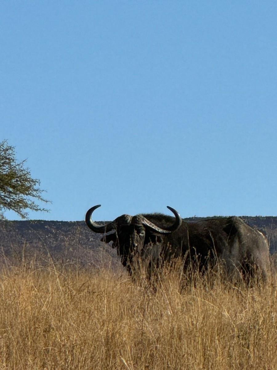 Farm Ranch in Mafube Local Municipality, Free State, South Africa 2 - 17005997