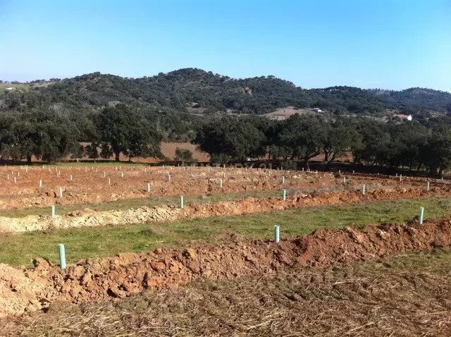 Farm Ranch in Colos, Beja District, Portugal 1 - 12684515