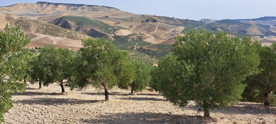 Farm Ranch in Montecorto, Andalusia, Spain 3 - 13444279