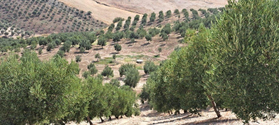 Farm Ranch in Montecorto, Andalusia, Spain 1 - 13444279