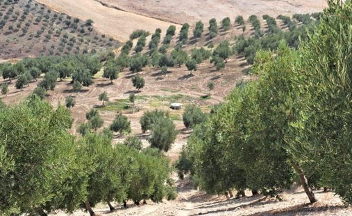Farm Ranch in Montecorto, Andalusia, Spain 1