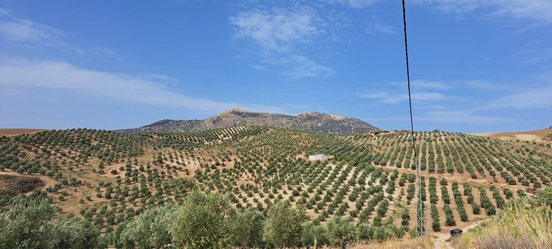 Farm Ranch in Montecorto, Andalusia, Spain 5 - 13444279