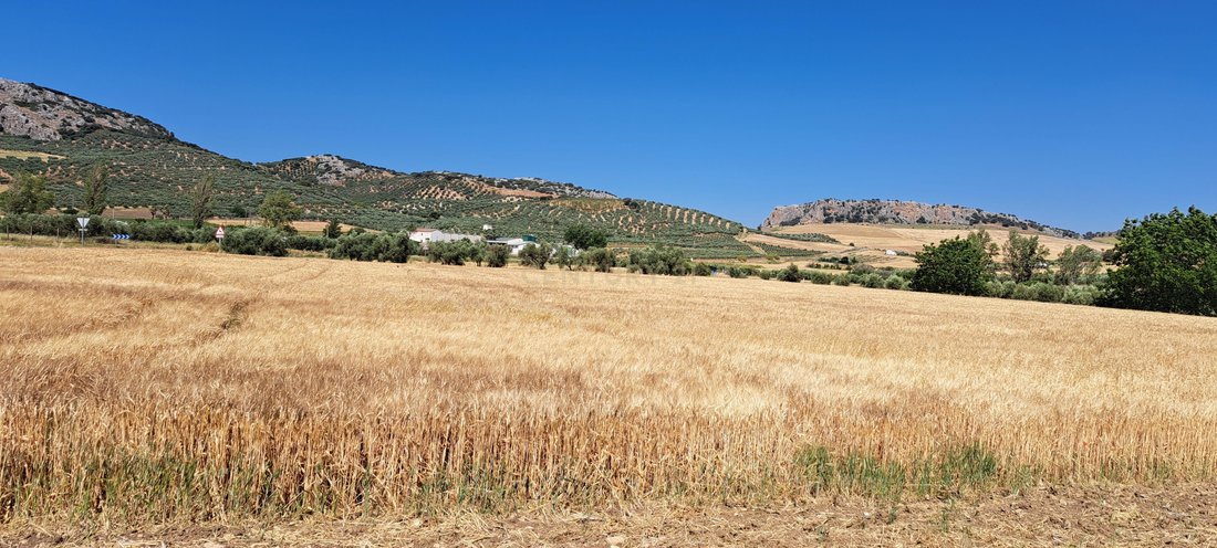 Land in Cuevas del Becerro, Andalusia, Spain 5 - 14456326