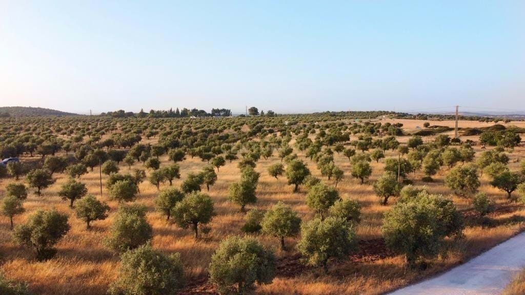 Land in Estremoz (Santa Maria e Santo Andre), Évora District, Portugal 2 - 13444297
