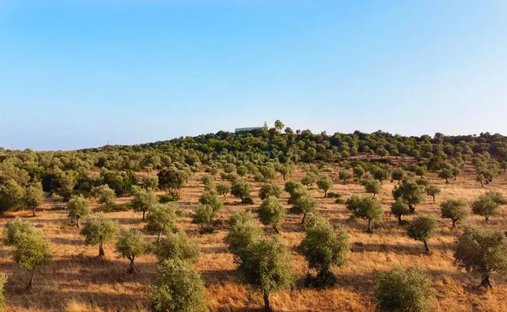 Land in Estremoz (Santa Maria e Santo Andre), Évora District, Portugal 1