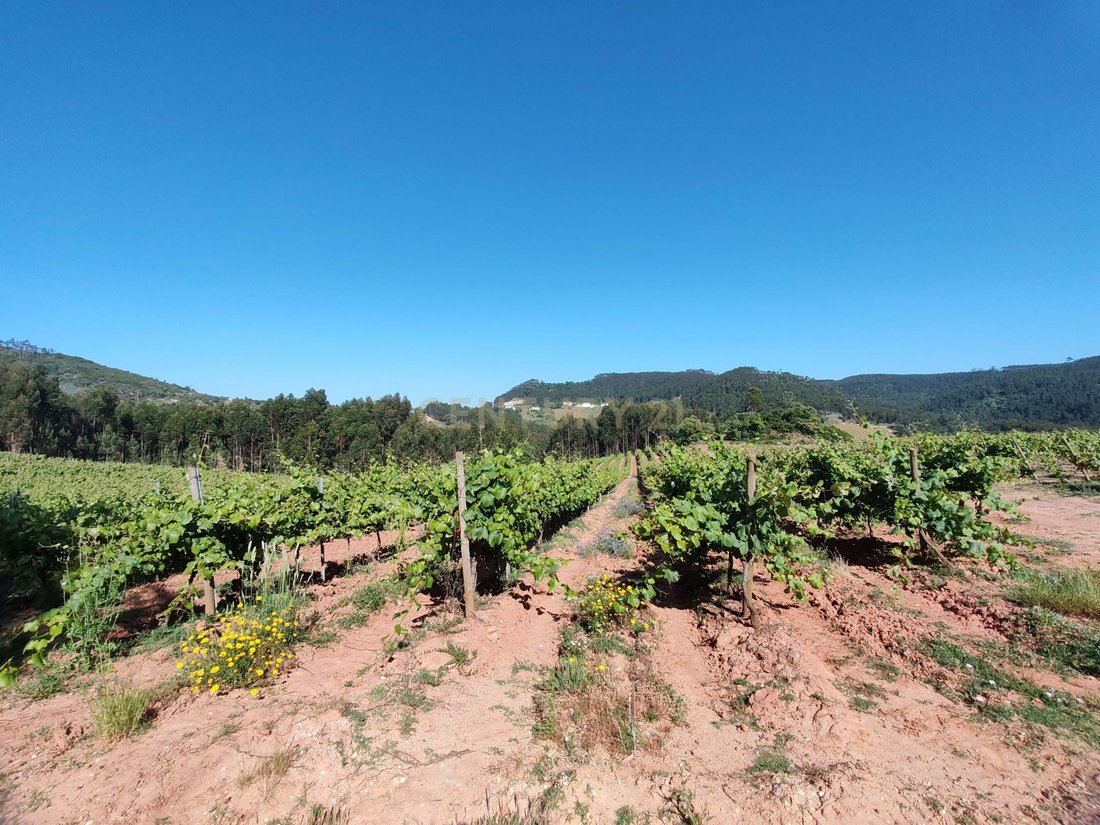 Land in Sobral da Abelheira, Lisbon, Portugal 2 - 15882658