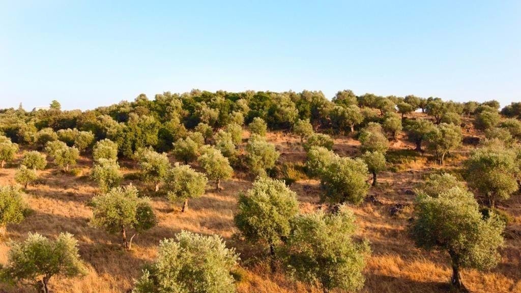 Land in Estremoz (Santa Maria e Santo Andre), Évora District, Portugal 4 - 13444297