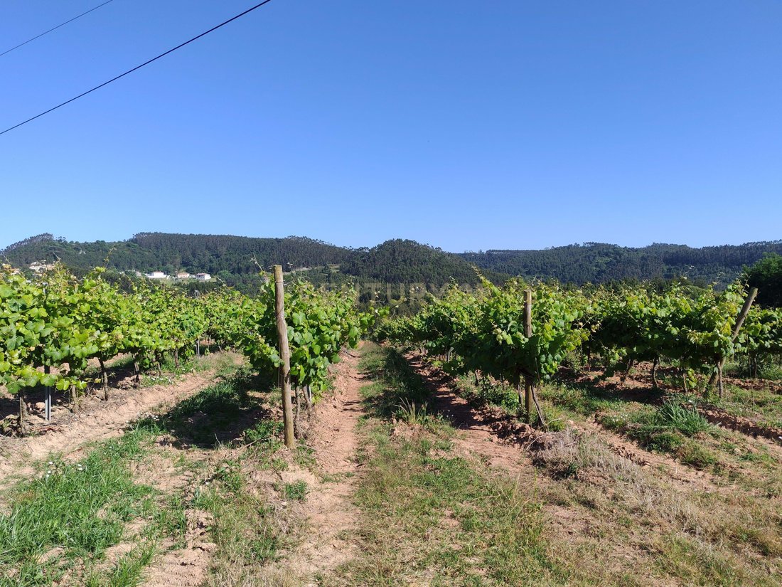 Land in Sobral da Abelheira, Lisbon, Portugal 4 - 15882658