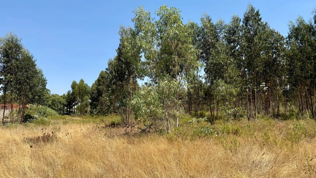 Land in Santo Estevao, Santarem District, Portugal 5 - 16006897