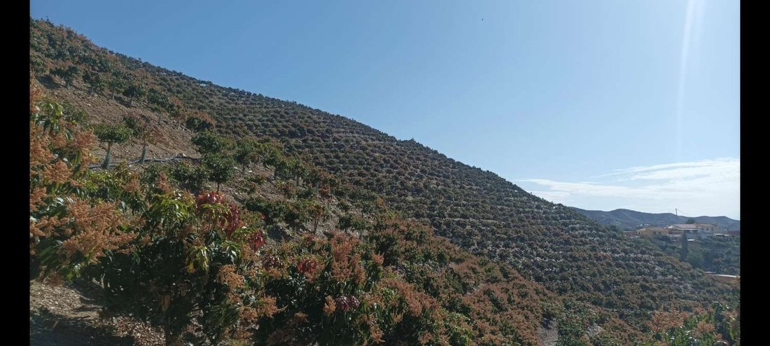 Finca in Rincon de la Victoria, Andalusia, Spain 3 - 17015014